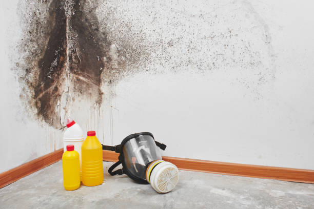 Mold Removal Process in Surf City, NC