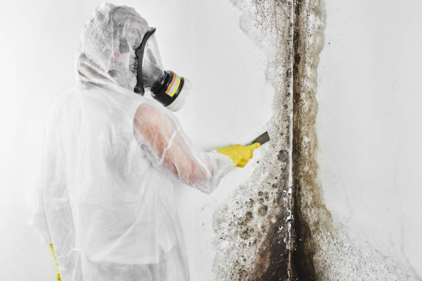 Surf City, NC Mold Removal Company