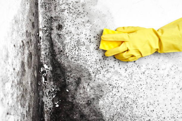 Best Residential Mold Removal  in Surf City, NC