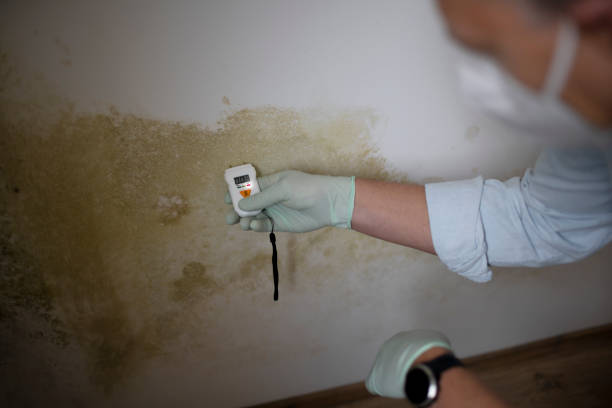 Best Office Mold Removal Services  in Surf City, NC
