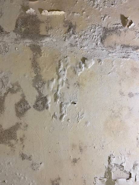 Best Mold Damage Repair  in Surf City, NC